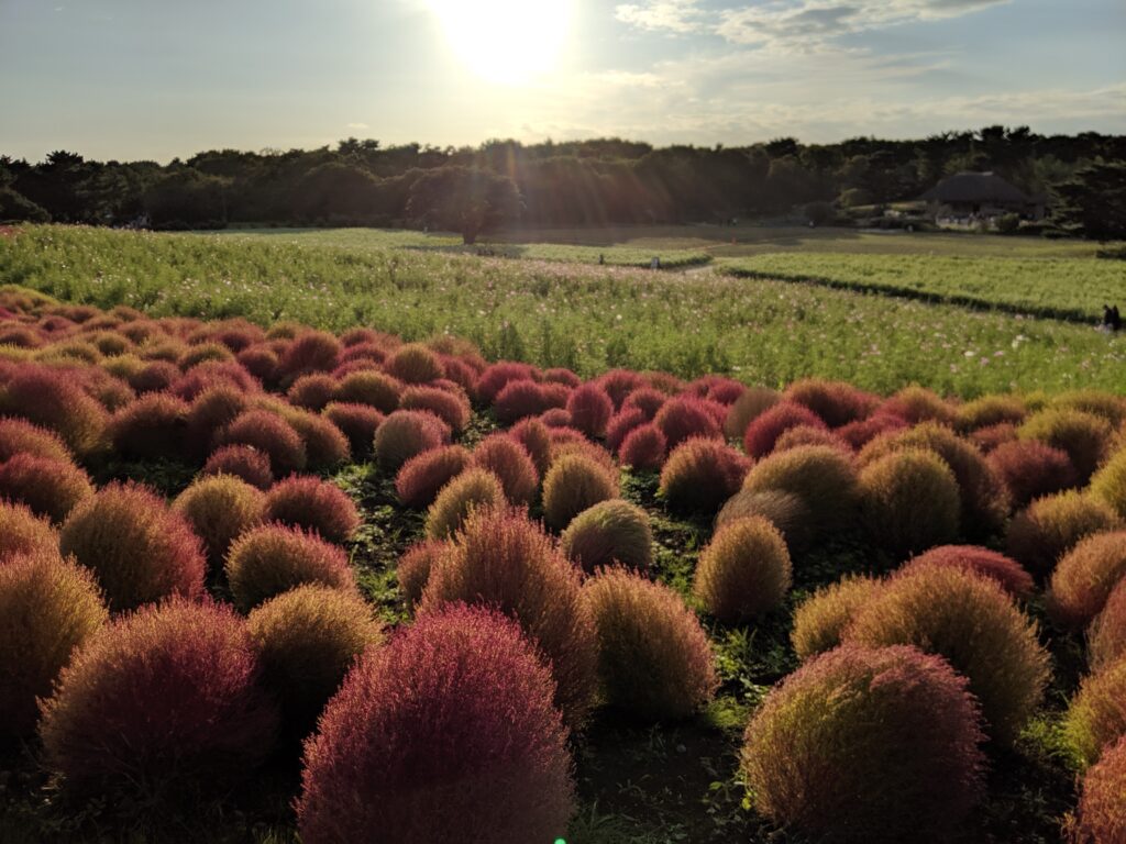 茨城Ibaraki